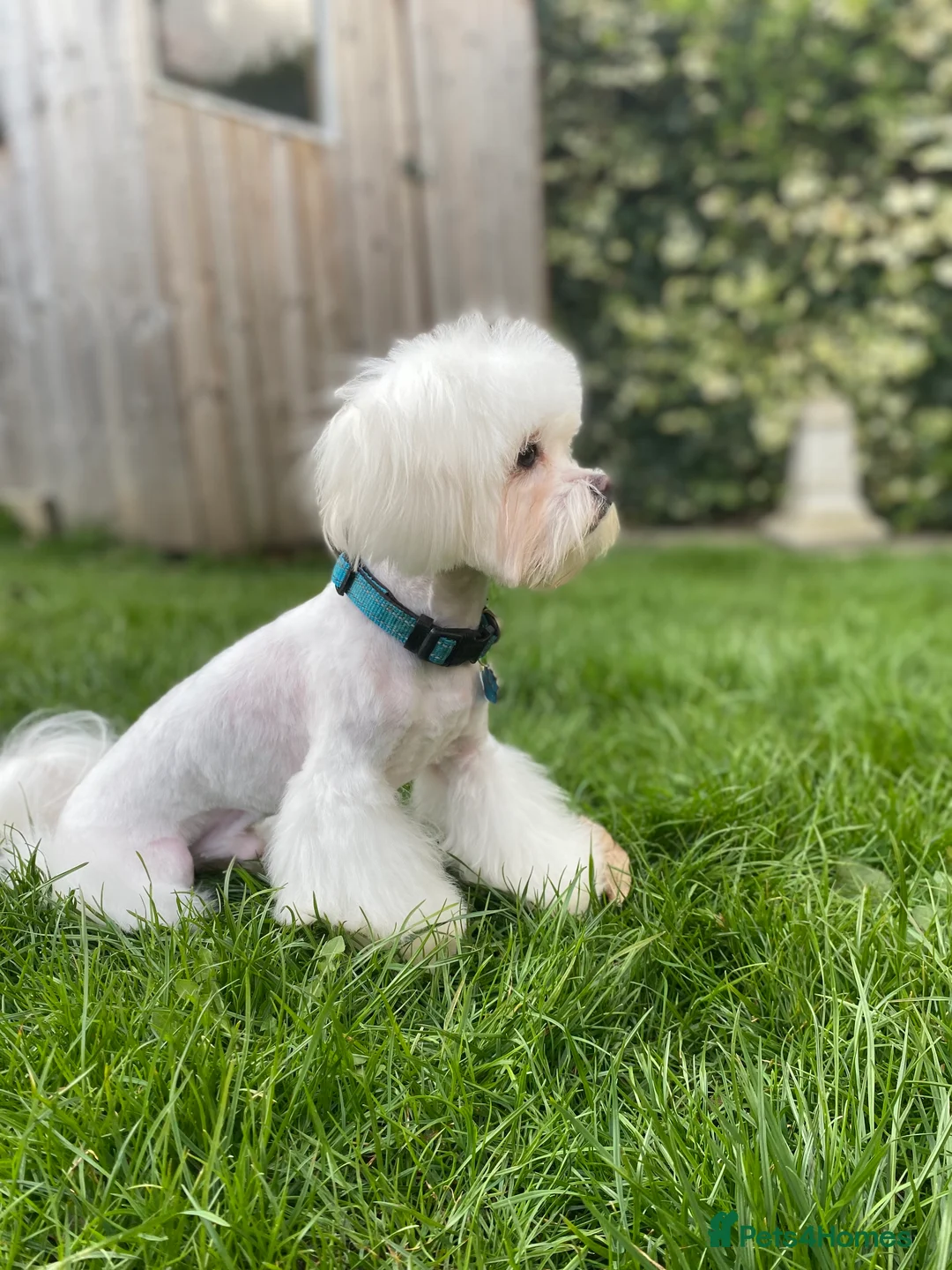 Maltese dogs for stud: Stud dog Available-Miniature Maltese £200 in Mitcham - Advert 5