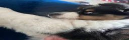 Australian Shepherd dogs for sale: Australian Shepherd puppies - Merles /Tris - Advert 6