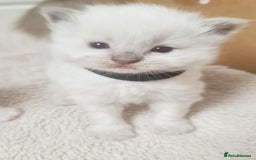 Ragdoll cats for sale: Pure ragdoll kitten for reservation now - Image 11