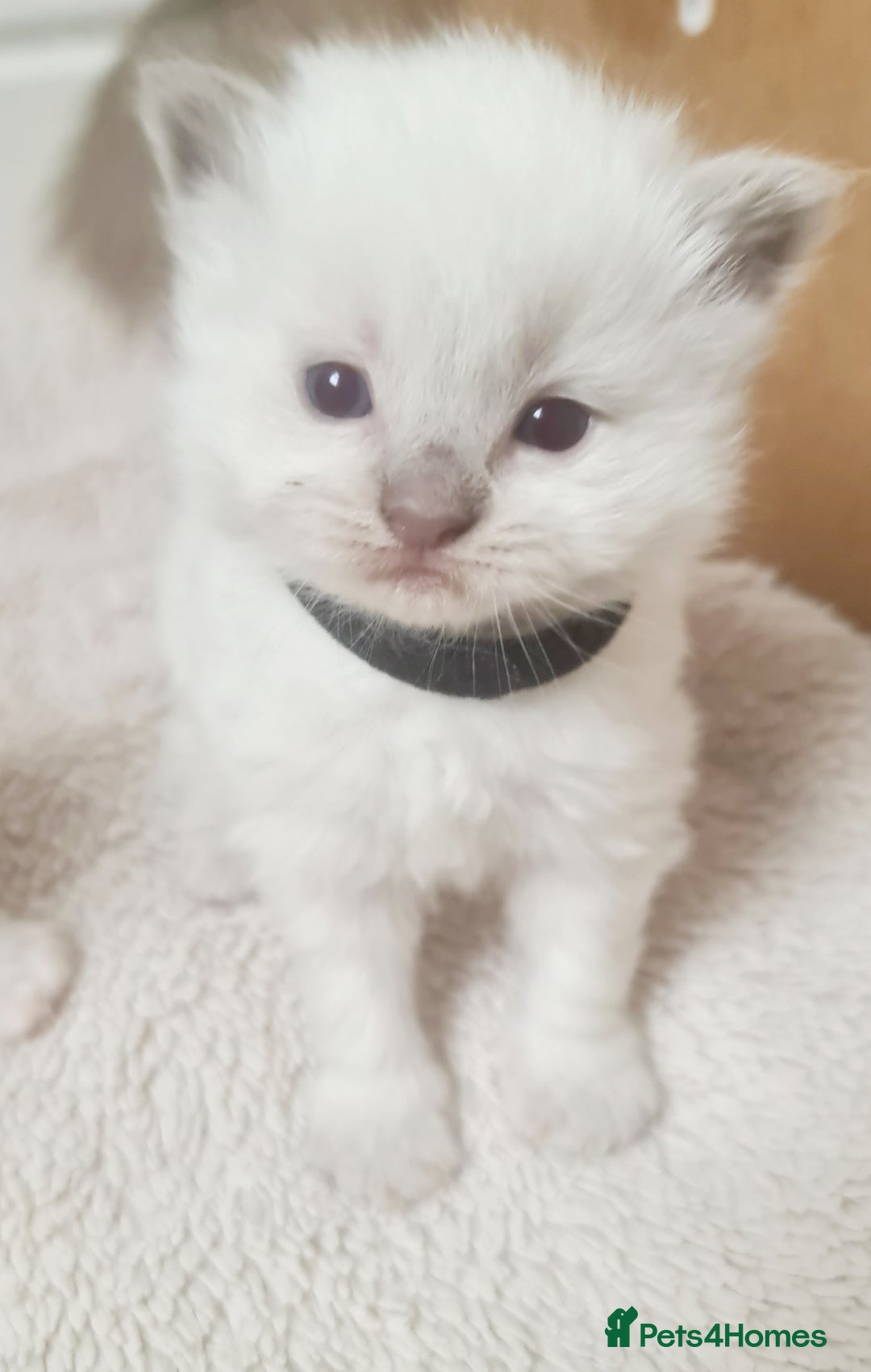 Ragdoll cats for sale: Pure ragdoll kitten for reservation now - Image 11