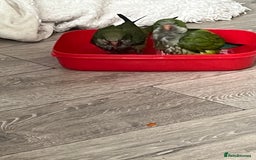 Parakeets birds for sale: Quaker monk parakeet - Image 4