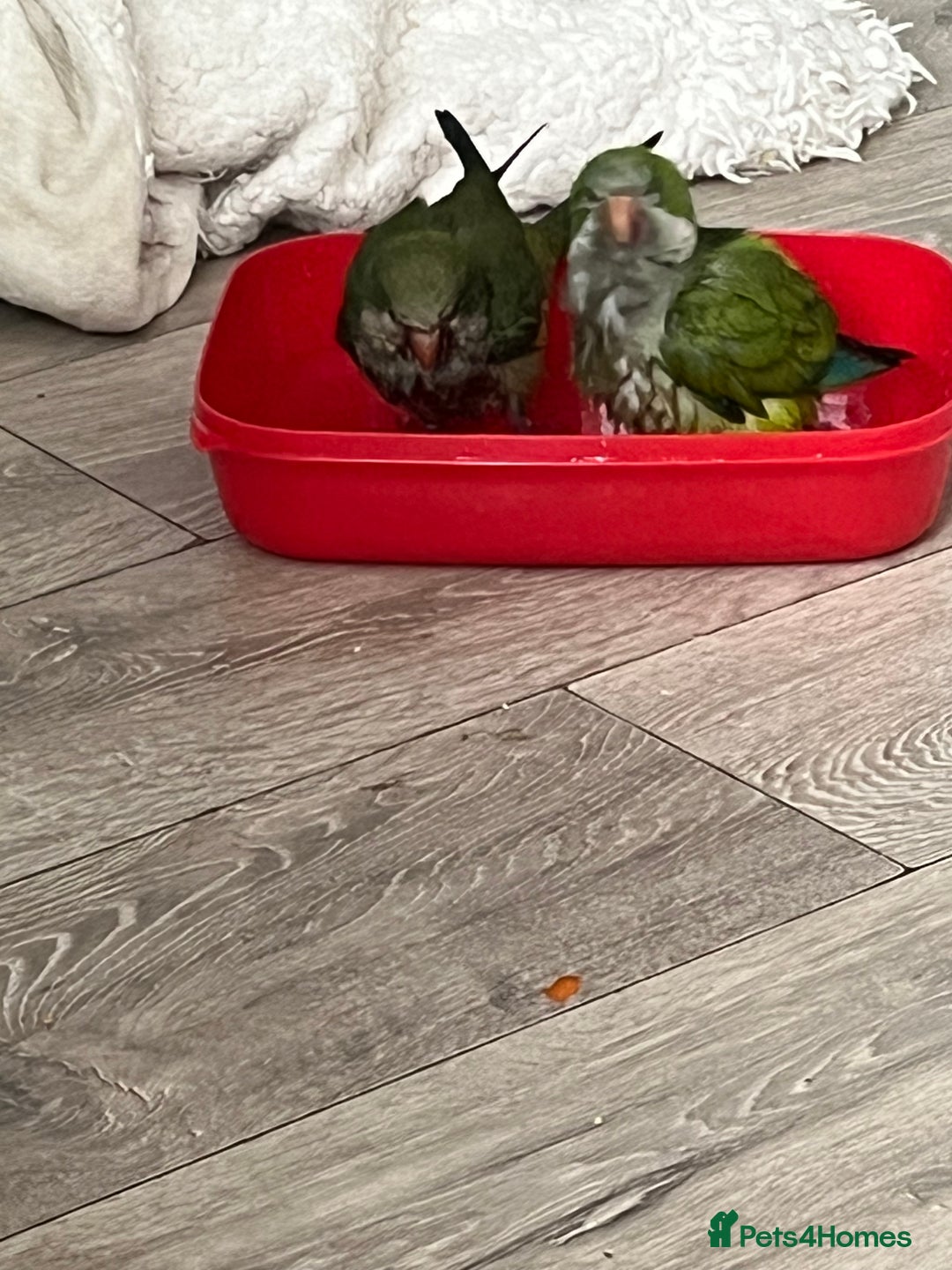 Parakeets birds for sale: Quaker monk parakeet - Image 4