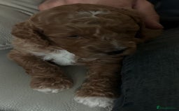 Cockapoo dogs for sale: 5 🌟 fox red cockapoo babies  ready  🏠 now 🐶 - Image 17