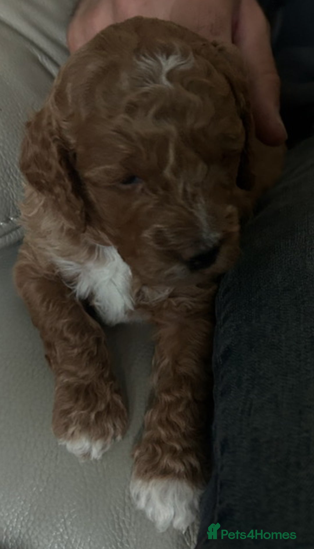 Cockapoo dogs for sale: 5 🌟 fox red cockapoo babies  ready  🏠 now 🐶 - Image 17