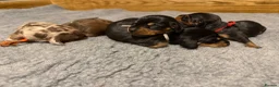 Miniature Dachshund dogs for sale: Beautiful KC Registered Miniature Dachshunds - Advert 7