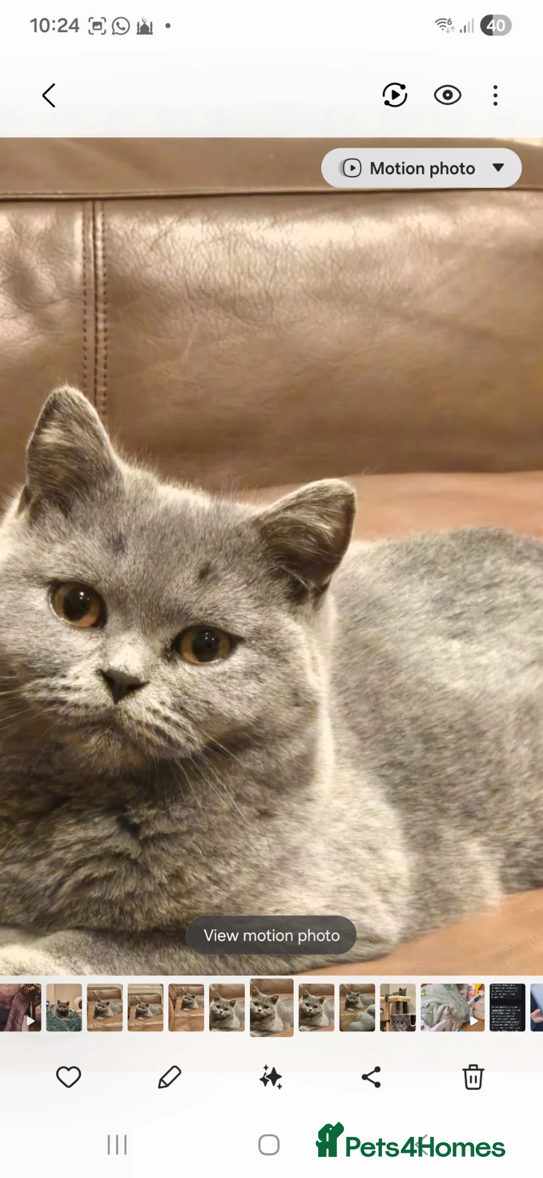 British Shorthair cats for sale: 15 month old british short hair  - Advert 2