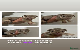 French Bulldog dogs for sale: Outstanding Frenchie’s!! Ready to go in 1 week - Image 11
