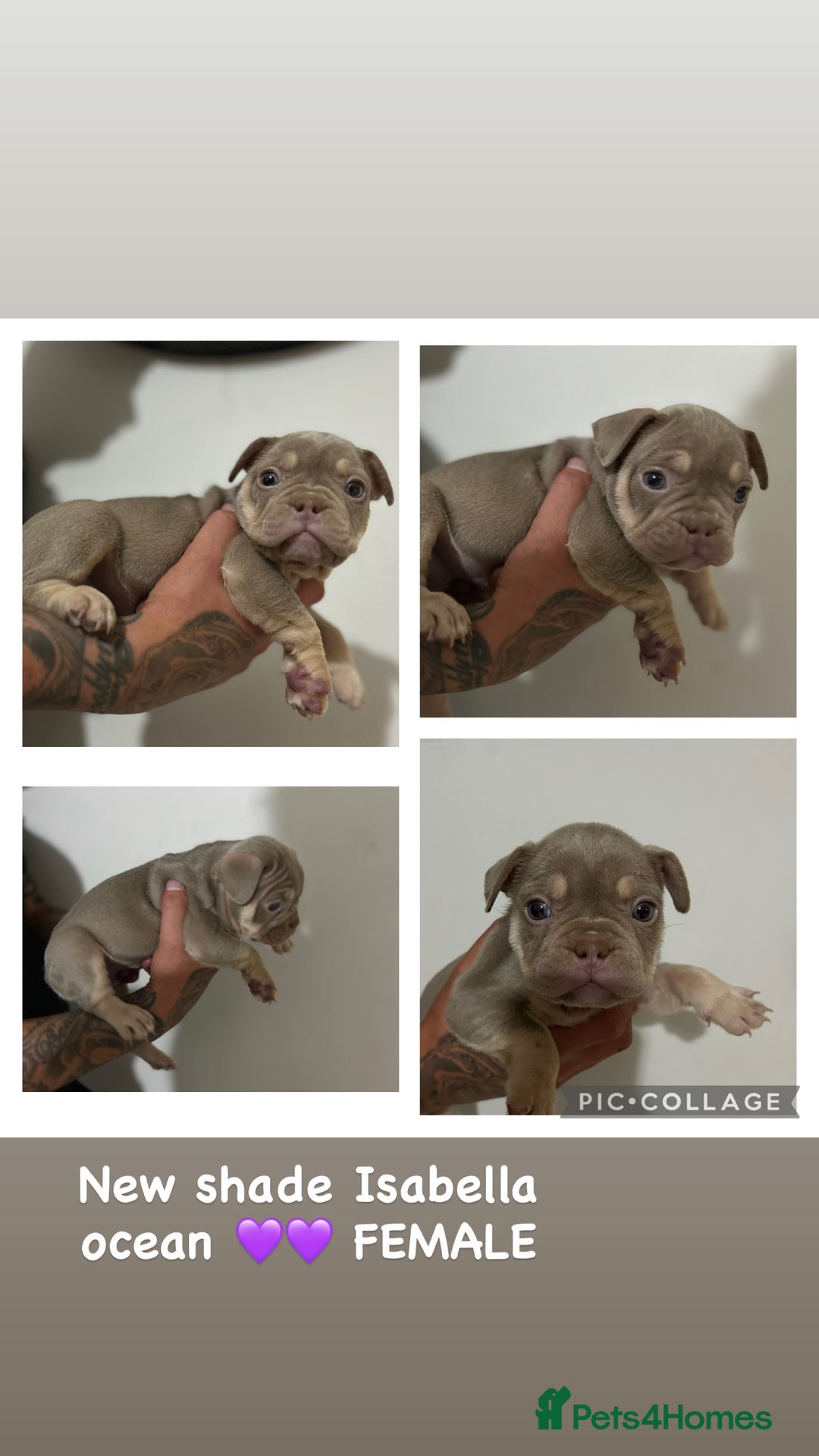 French Bulldog dogs for sale: Outstanding Frenchie’s!! Ready to go in 1 week - Image 11