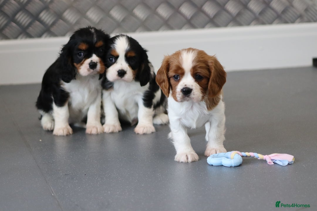 Cavalier King Charles Spaniel dogs for sale: Cavalier King Charles Puppies for sale - Advert 2