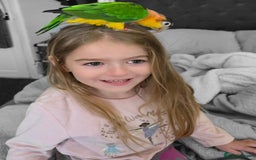 Parrots birds for sale: Handreared Yellow Thighed Caique - Image 2