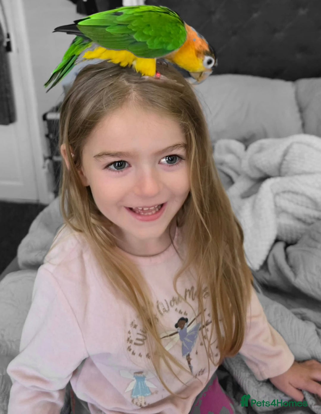 Parrots birds for sale: Handreared Yellow Thighed Caique - Image 2