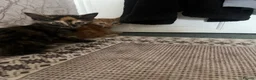 Domestic Shorthair cats for sale: Tabby x kittens - Advert 8