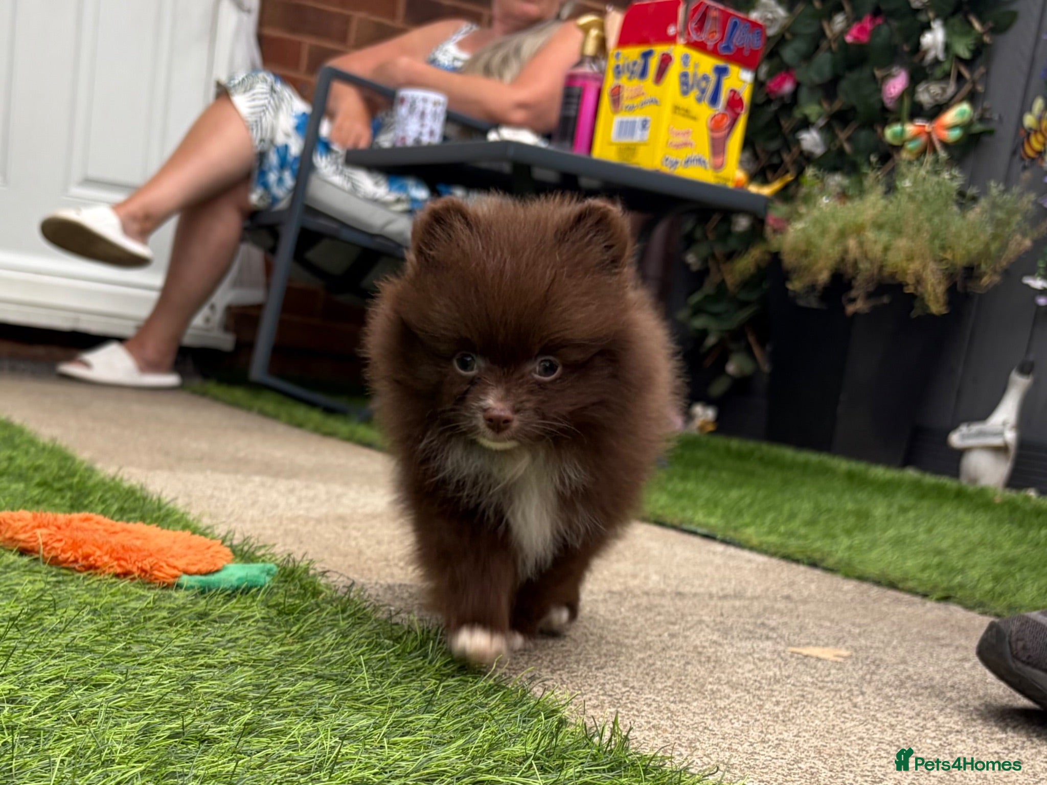 Pomeranian dogs READY NOW! KC✨DNA 100% POM!🧬HEALTH TESTED!🧬 - Advert 17