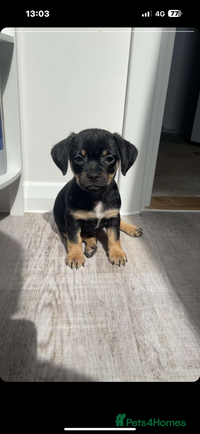 Mini Dachshund X Pug in Dereham NR20 on Freeads Classifieds