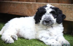 Cockapoo dogs for sale: Parti Colour Cockapoos 🌈 - Raised Right ✨ - Image 5