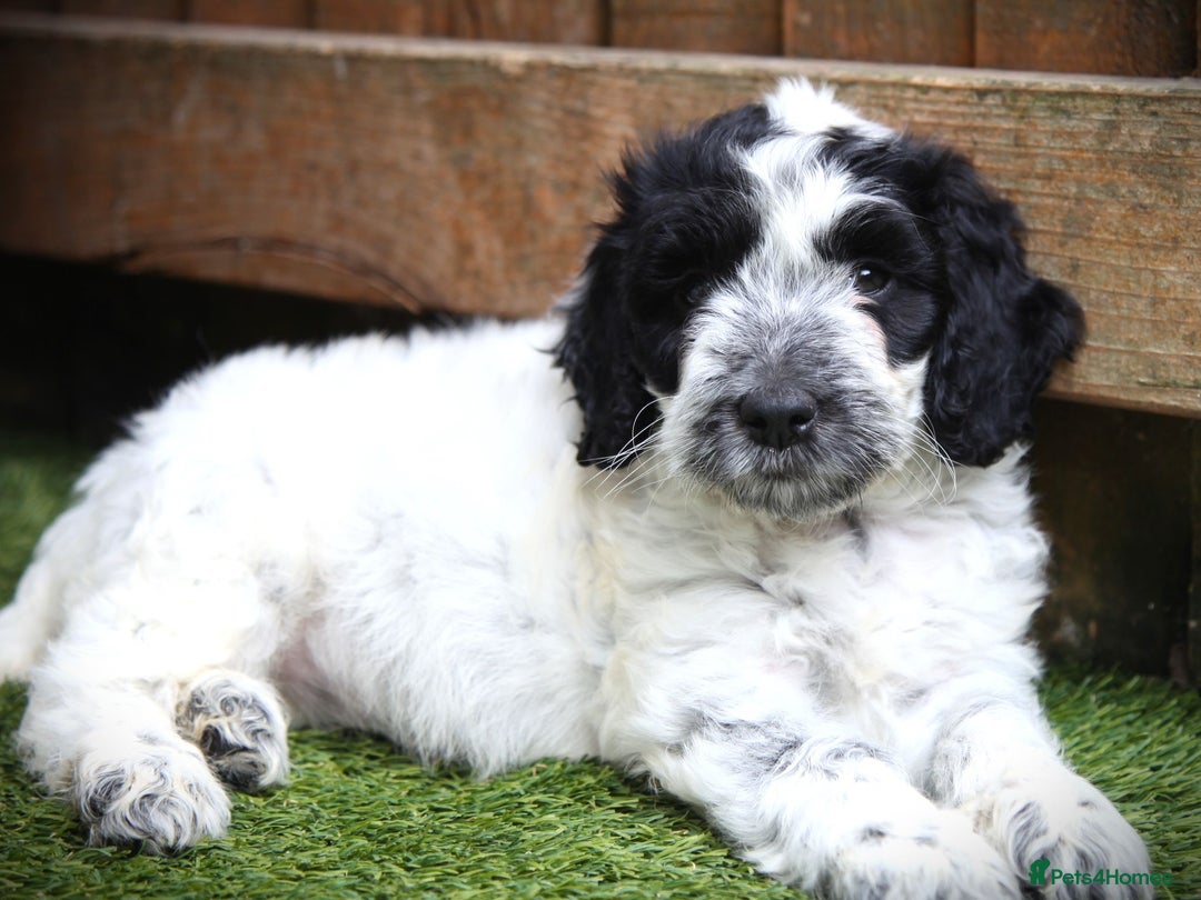 Cockapoo dogs for sale: Parti Colour Cockapoos 🌈 - Raised Right ✨ - Image 5