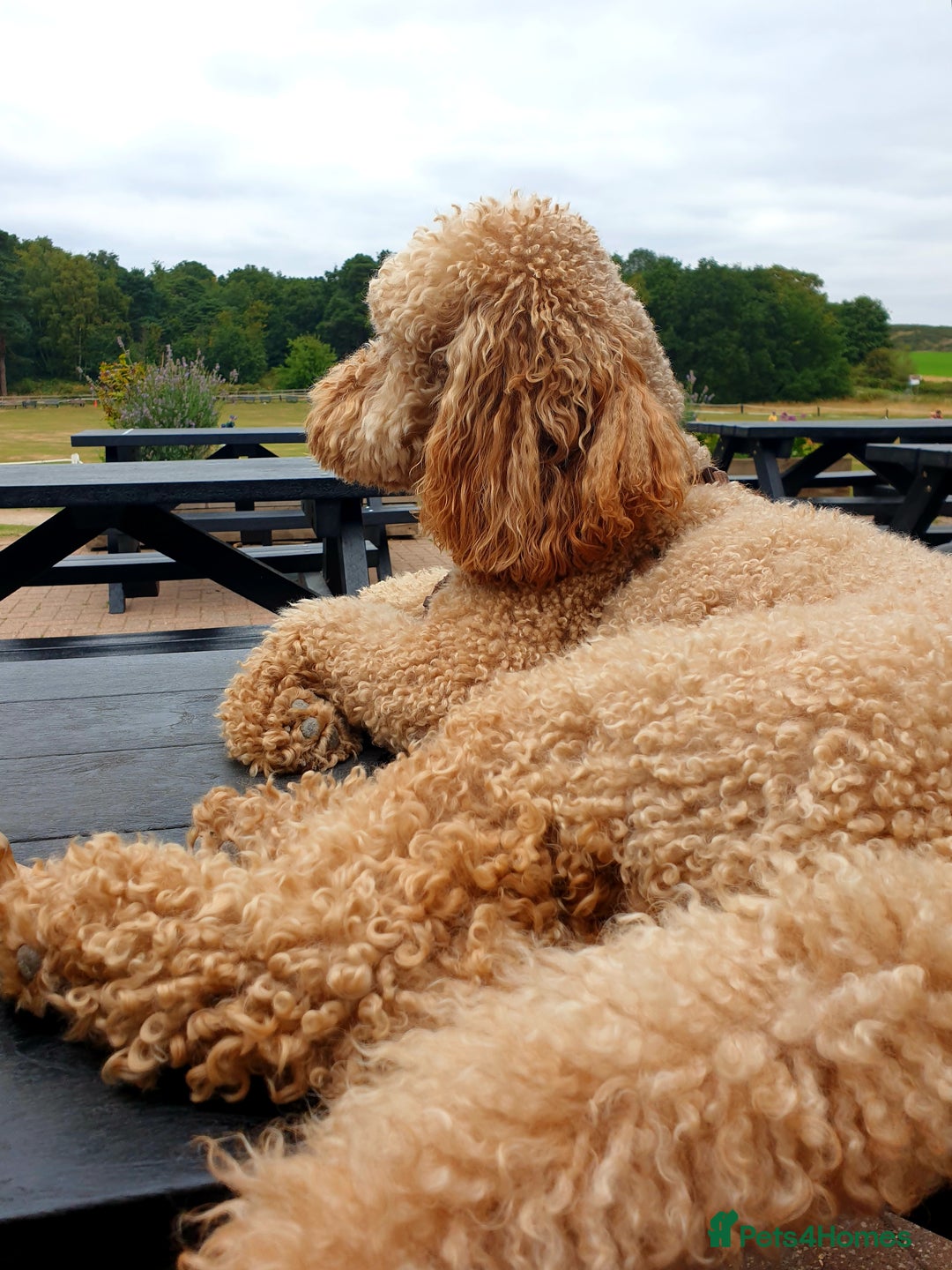 Miniature Poodle dogs for stud: Apricot poodle for Stud - Image 4