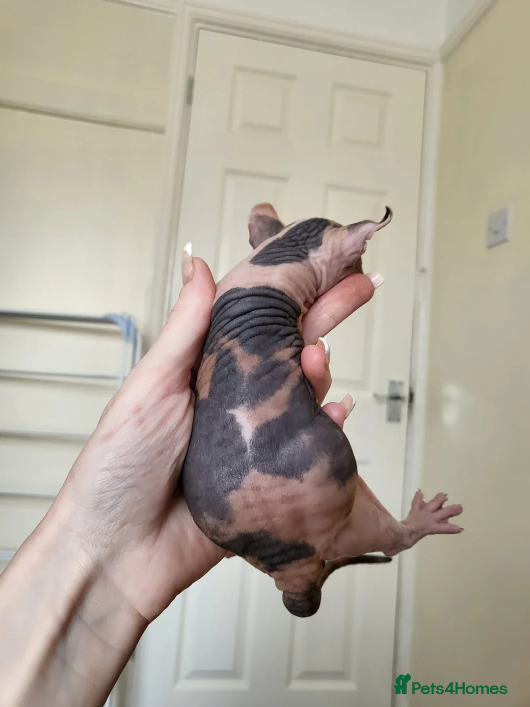 Sphynx cats for stud: Black tabby Sphynx Elf for STUD in Oldham - Advert 17