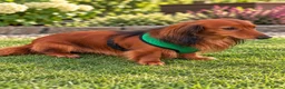 Miniature Dachshund dogs for sale: KC REGISTERED MINIATURE LONG HAIRED DACHSHUND BOYs - Advert 8
