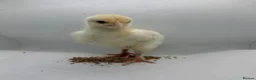 Chickens poultry for sale: Adorable week old chicks - silkies & some mixed  - Advert 6