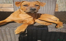 Mixed Breed dogs for sale: Bonnie - Image 7