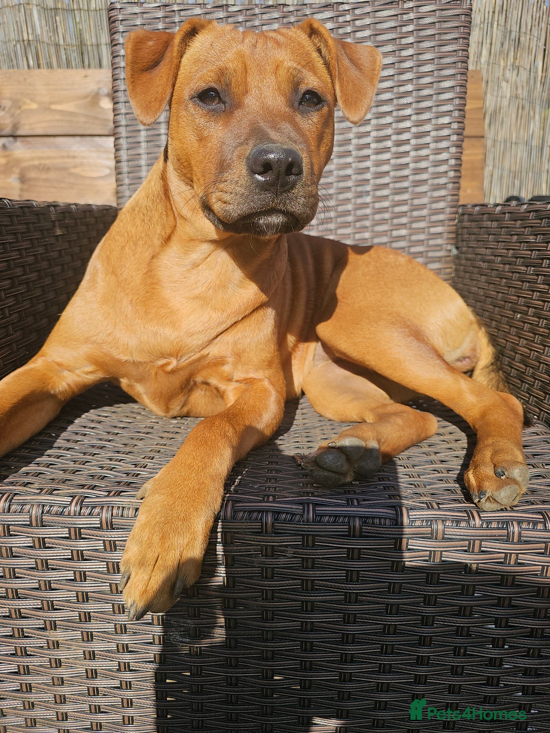 Mixed Breed dogs for sale: Bonnie - Image 7