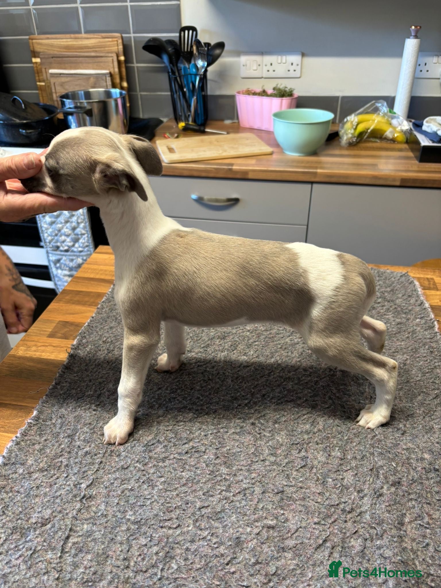 Whippet dogs KC reg Amazing whippet puppies READY NOW - Advert 16