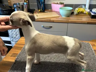 Whippet dogs KC reg Amazing whippet puppies READY NOW - Advert 16
