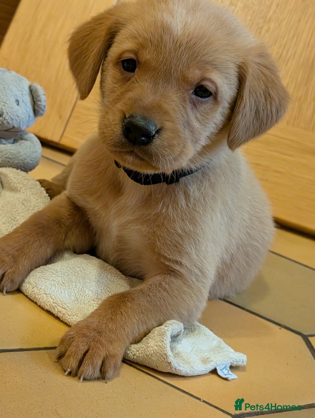 Labrador Retriever dogs for sale: Stunning litter of Labrador retriever pups  - Advert 3