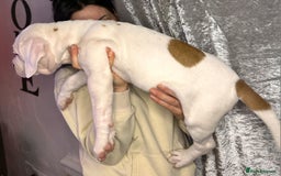 American Bulldog dogs for sale: American Bulldog Puppies – Ready Now! - Image 11