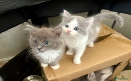 Exotic cats for sale: Exotic X Silver Tabby Fur Babies - Image 26