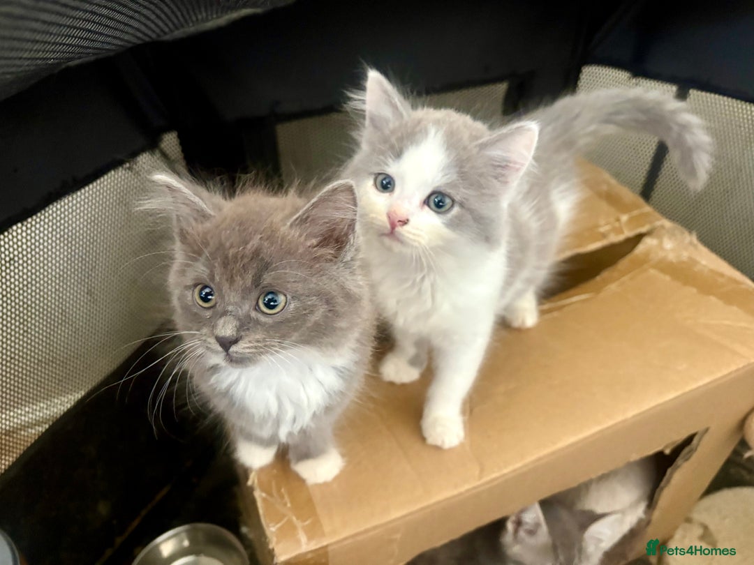 Exotic cats for sale: Exotic X Silver Tabby Fur Babies - Image 26
