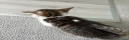 Domestic Shorthair cats for sale: 2 male kittens for sell  - Advert 3