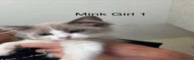 Ragdoll 6