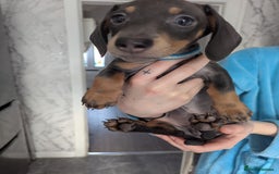 Miniature Dachshund dogs for sale: 2 beautiful boys ready now  - Image 3