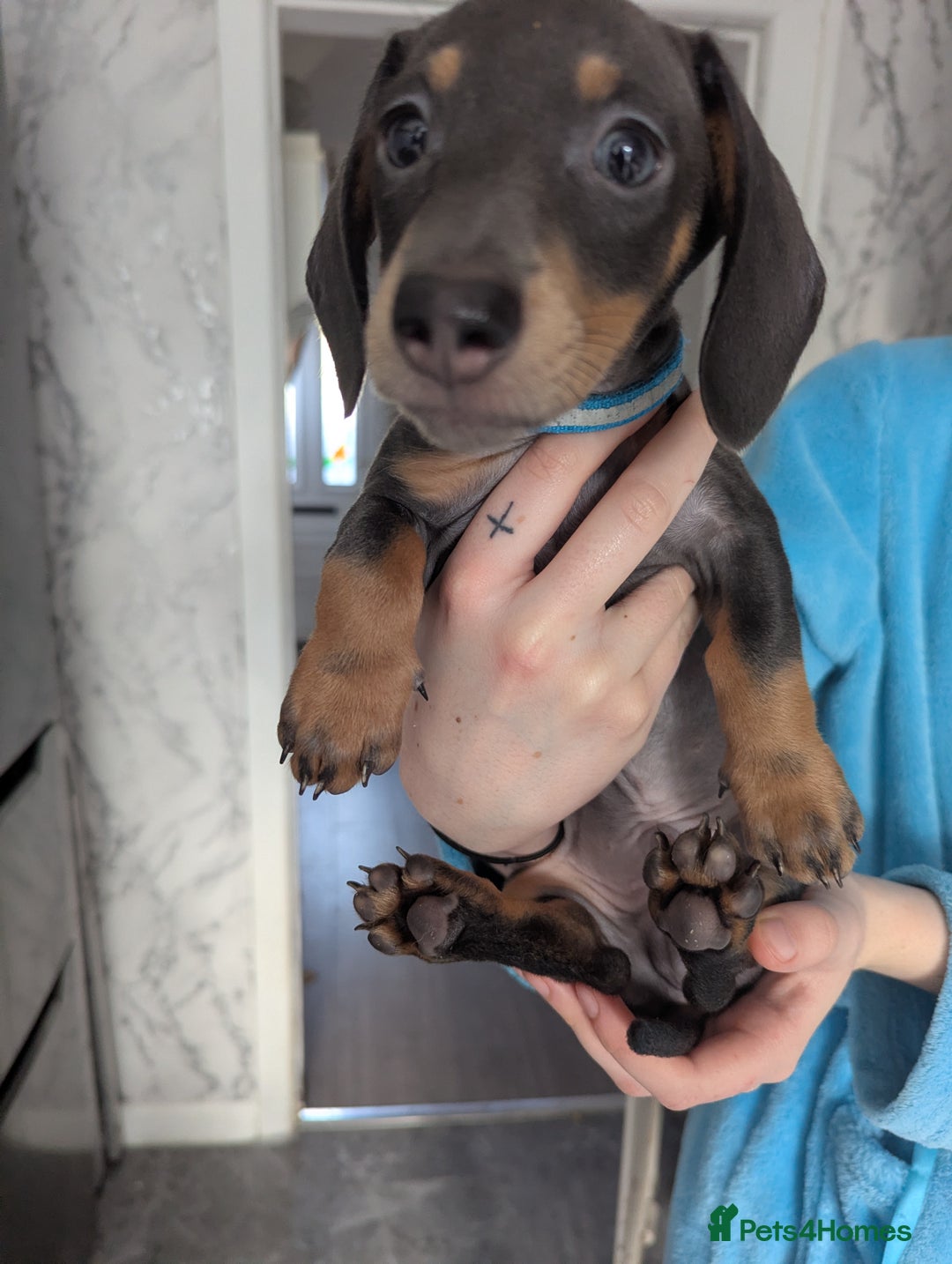 Miniature Dachshund dogs for sale: 2 beautiful boys ready now  - Image 3