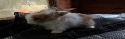 Lionhead rabbits for sale: 3 stunning lionhead babies  - Advert 4