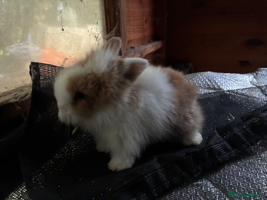 Lionhead rabbits for sale: 3 stunning lionhead babies  - Advert 4