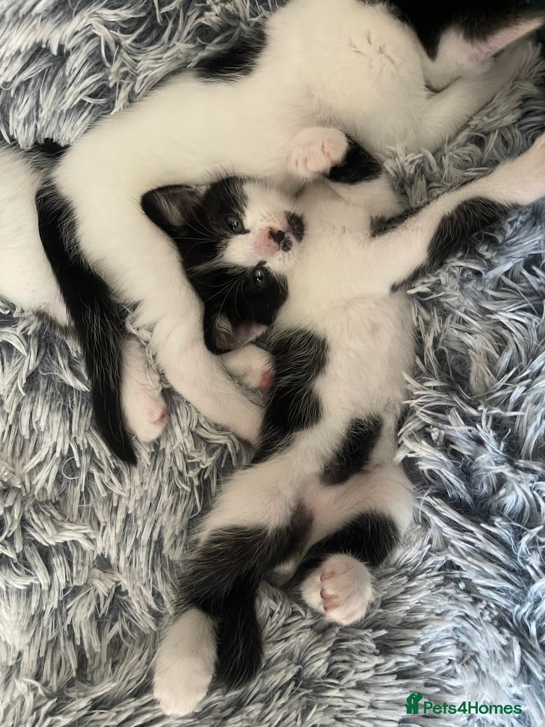 British Shorthair cats for sale: 8 week old boy kitten - Image 2