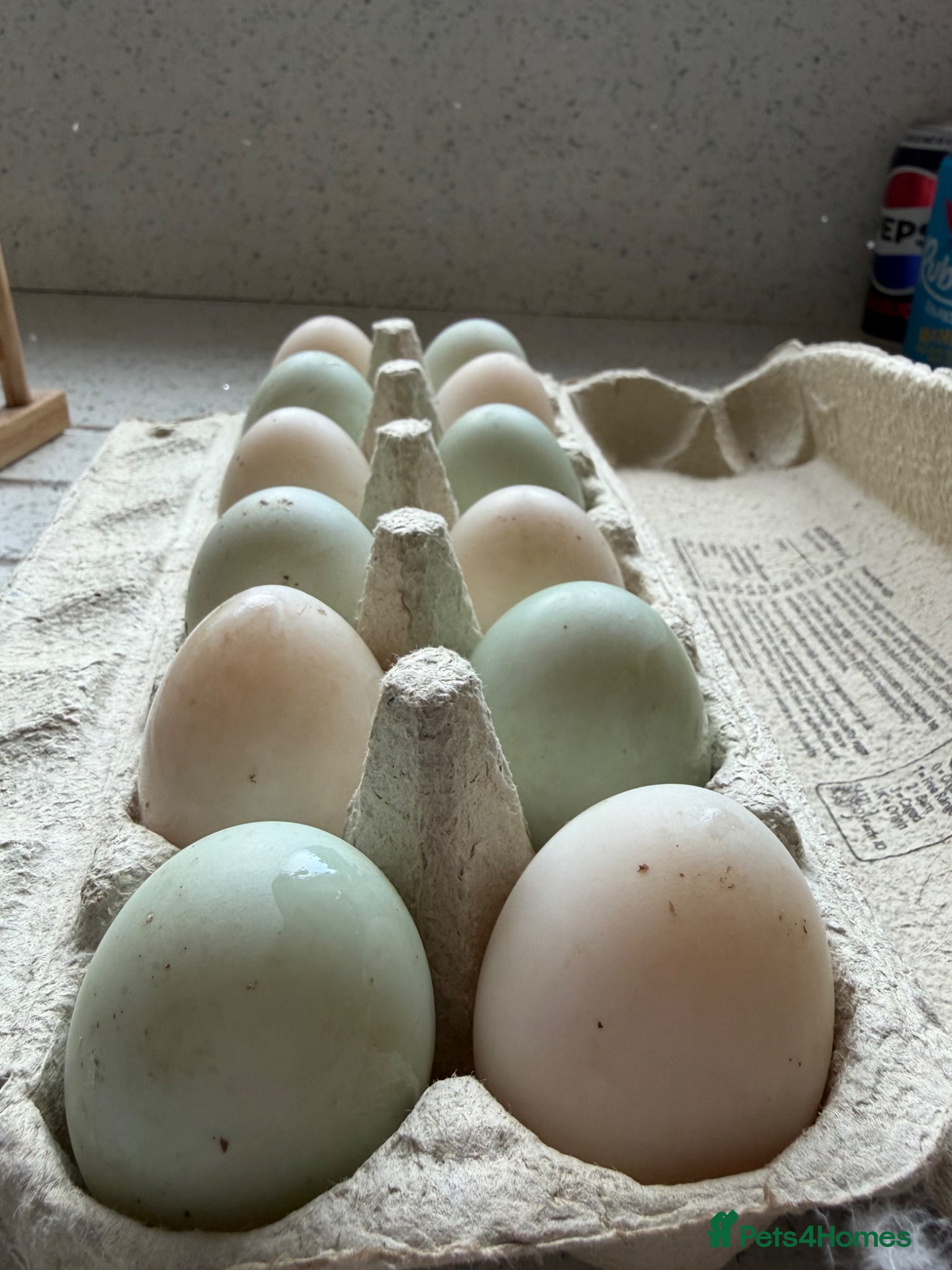 Ducks poultry for sale: Indian Runner Duck Hatching Eggs  - Advert 1