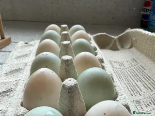 Ducks poultry Indian Runner Duck Hatching Eggs - Advert 3