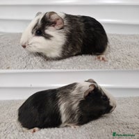 Guinea Pig rodents - Advert 9