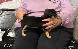 Chihuahua dogs for sale: Show potential smooth coat Chihuahuas  - Image 8