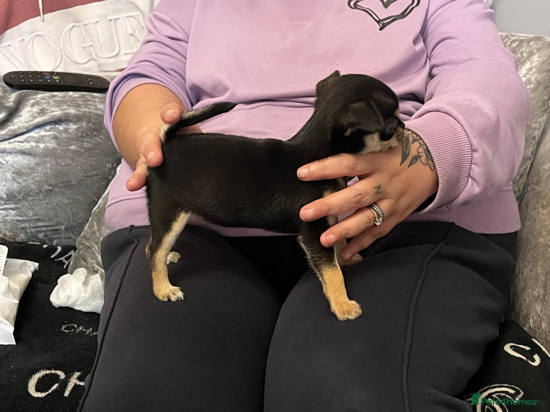 Chihuahua dogs for sale: Show potential smooth coat Chihuahuas  - Image 8