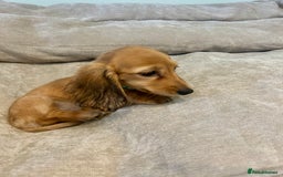 Miniature Dachshund dogs for sale:  LAST ONE - Long Haired Miniature Dachshund - Image 4
