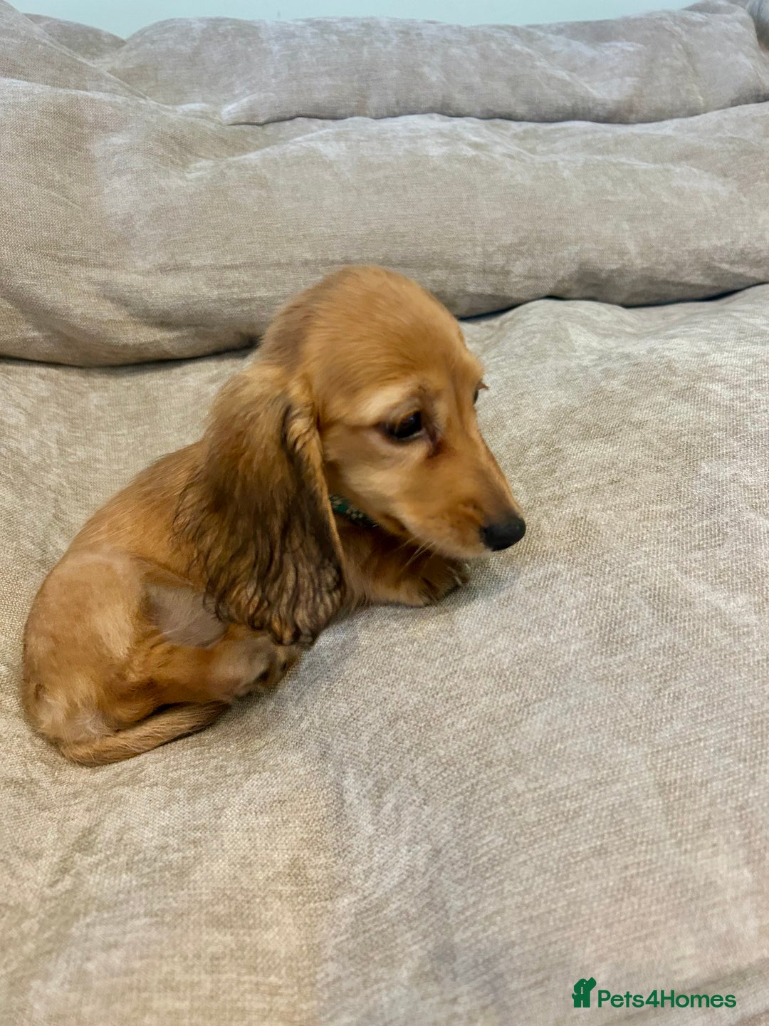 Miniature Dachshund dogs for sale:  LAST ONE - Long Haired Miniature Dachshund - Image 4