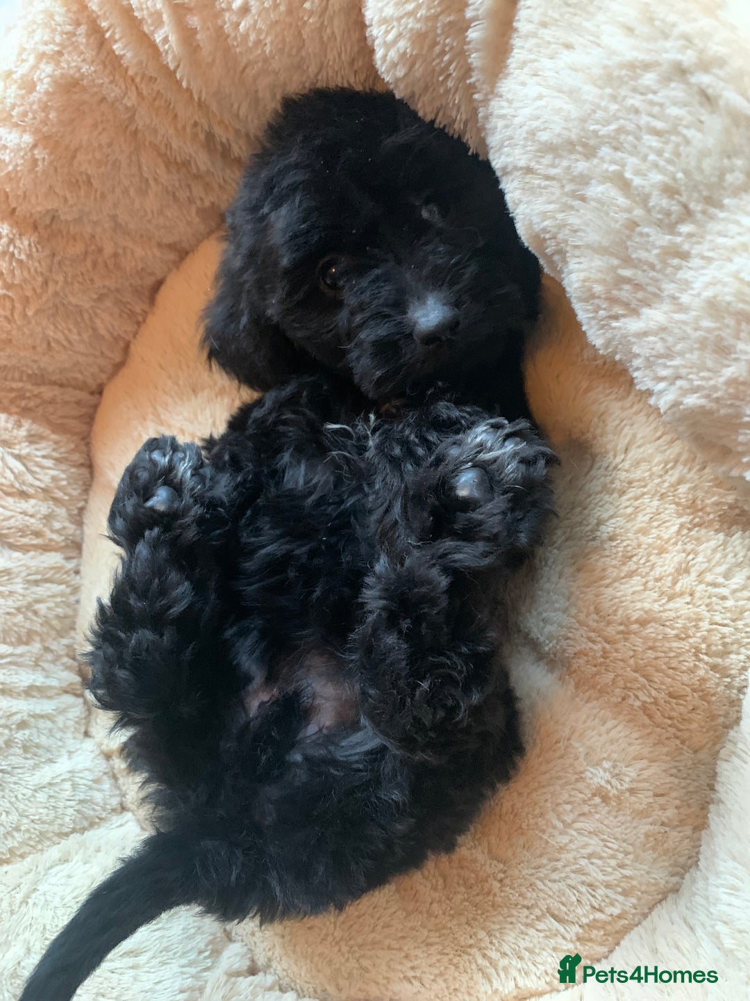 Cockapoo dogs for sale: Stunning litter of F1 Cockapoo puppies  - Image 4