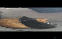 Domestic Shorthair cats for sale: Beautiful kittens. - Image 4