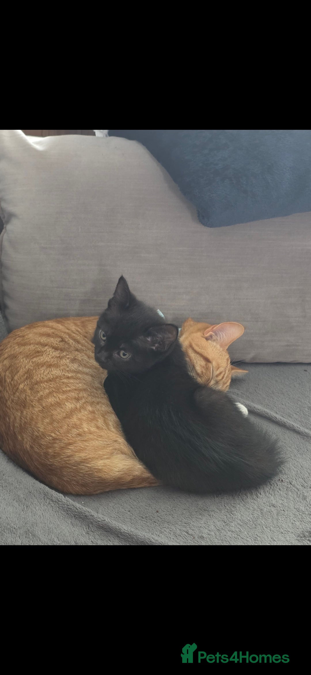 Domestic Shorthair cats for sale: Beautiful kittens. - Image 4
