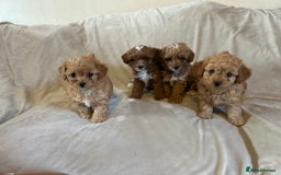 Cavapoo dogs for sale: Beautiful F1b Cavapoos Socialised, Family Raised, - Image 6